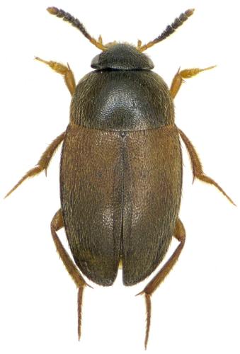 Réf. 294 522 : Sciodrepoides watsoni